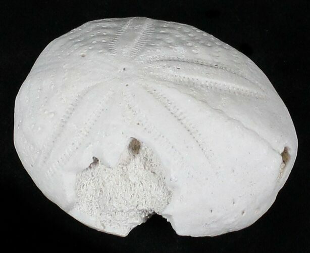 Bargain, Fossil Sea Urchin (Eupatagus) - Florida #28791